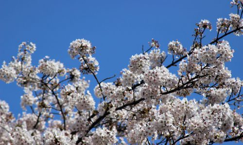 九段の桜 2017